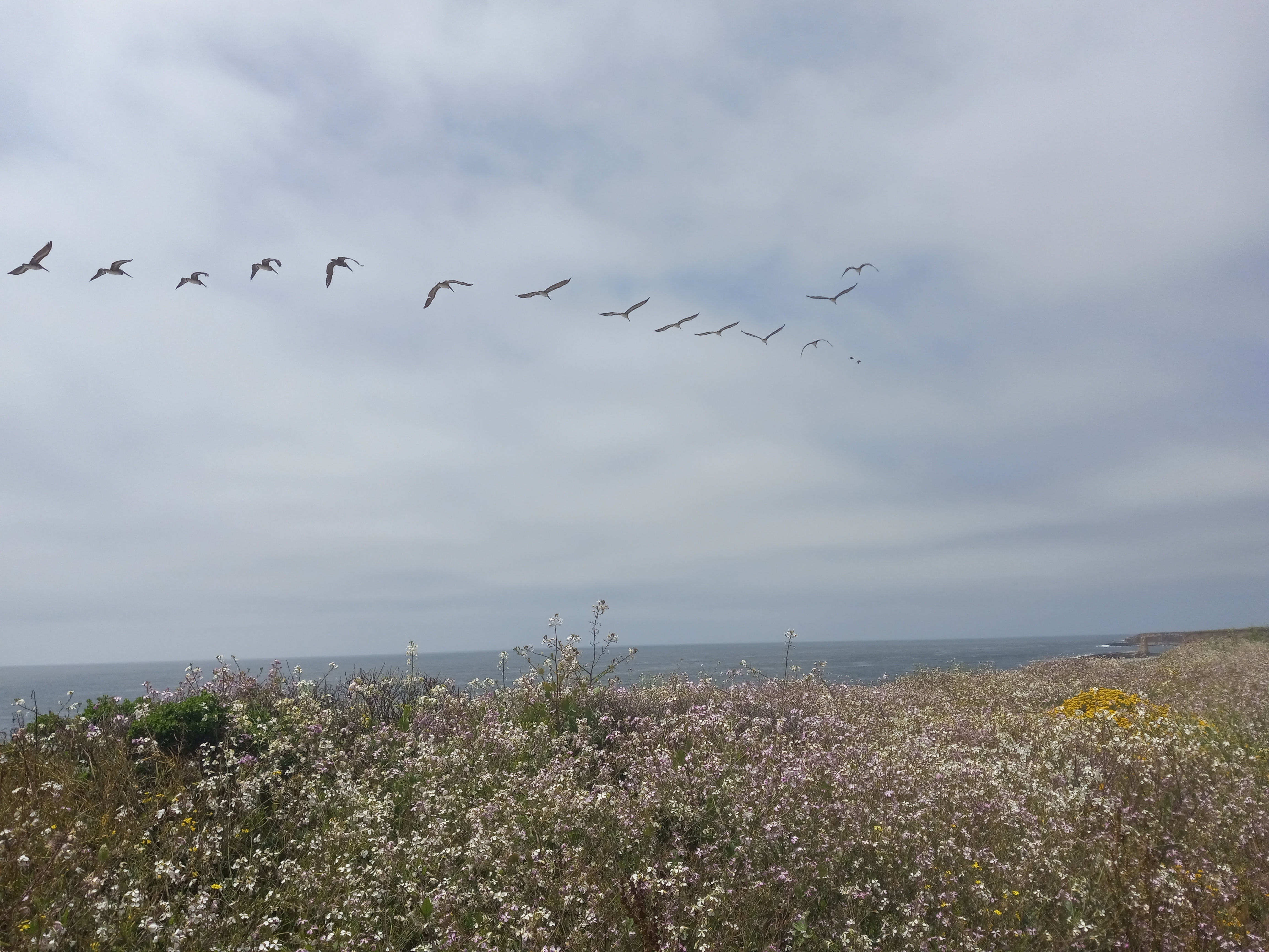 Brown-Pelican-20230603_130856.jpg