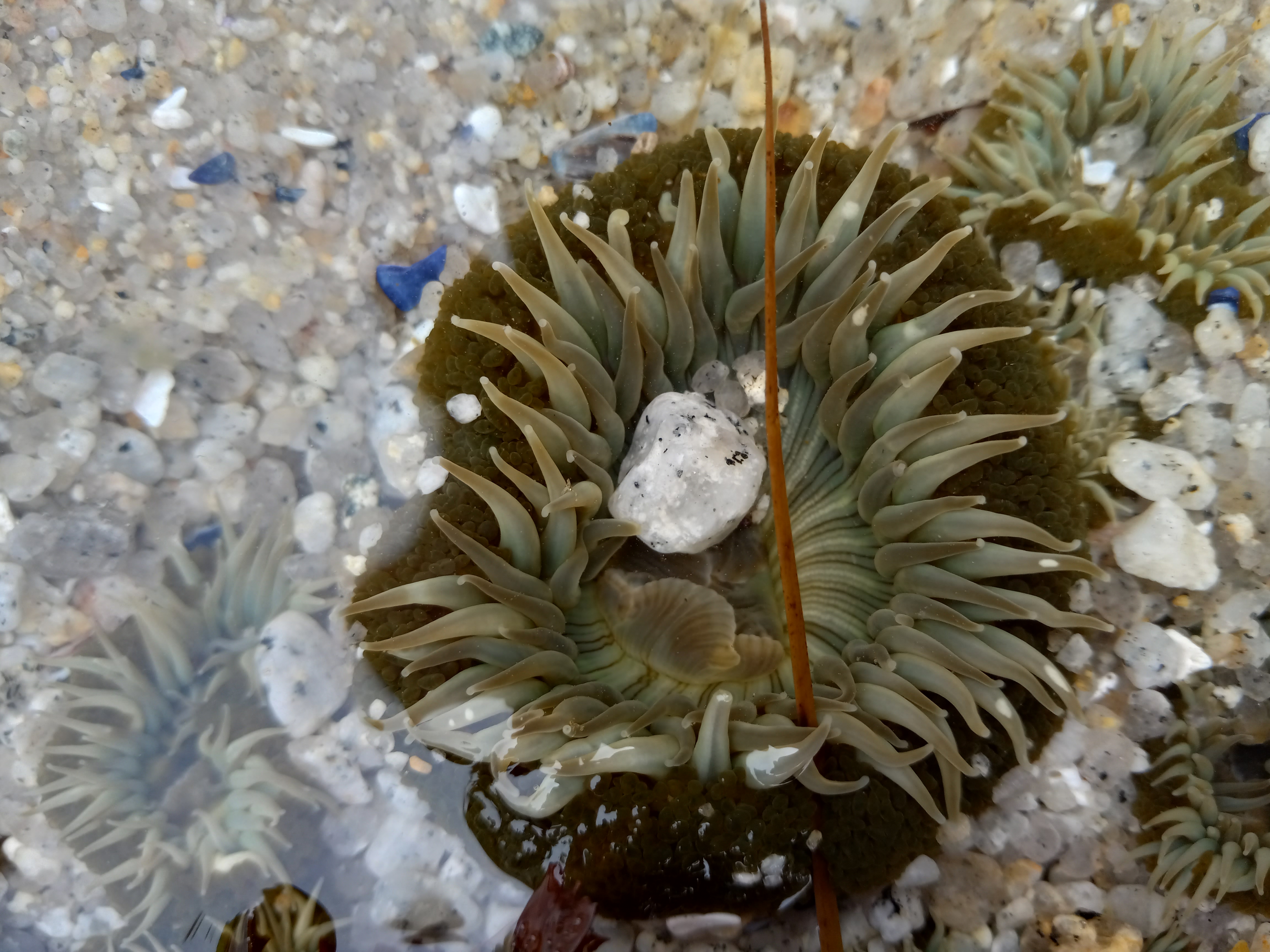 Pacific-Grove-Monterey-Sea-Anemone-20230703_094623.jpg