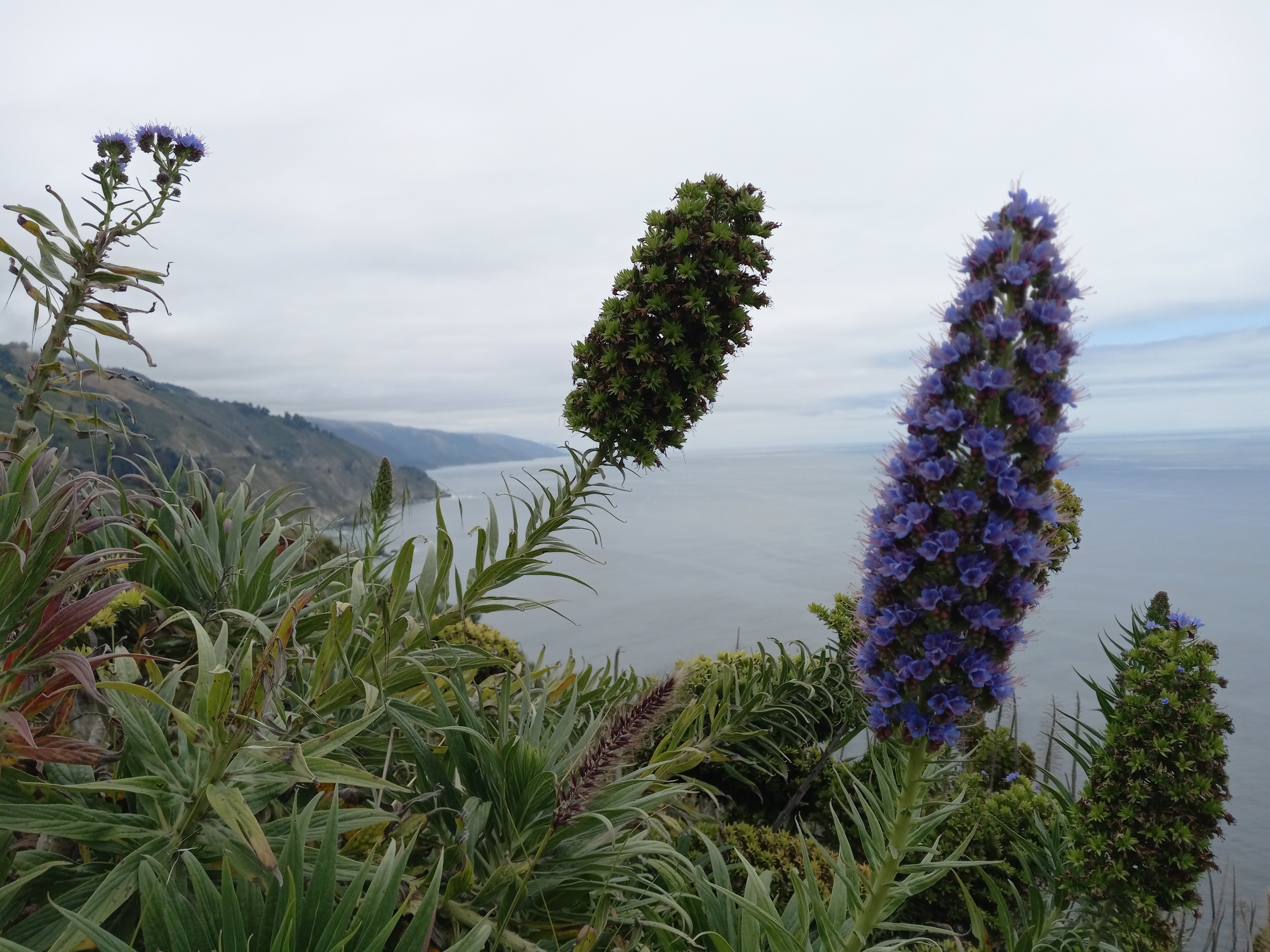 SealBeachOverlook-BigSur-20230611_125436.jpg